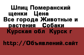 Шпиц Померанский щенки › Цена ­ 25 000 - Все города Животные и растения » Собаки   . Курская обл.,Курск г.